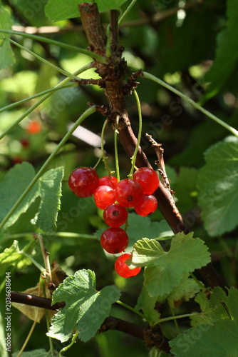 Rote Johannisbeeren