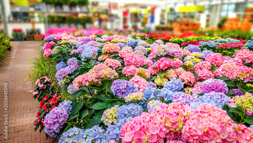 Obraz na płótnie Colorful flowers bloom in a greenhouse filled with many types of plants and vibr