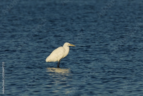Photography white egret in Morro Bay
