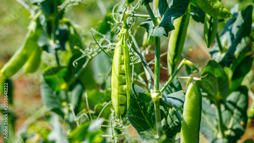 Pea plants growing in a garden with green pods hanging from the vines under bright sunlight