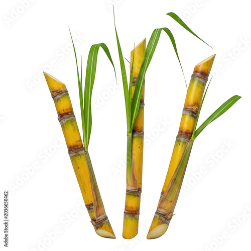 Three stalks of fresh green sugarcane with vibrant leaves arranged vertically, showcasing natural agricultural produce and raw organic ingredients isolated on a transparent background