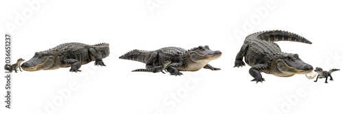 Tableau sur toile Powerful Alligator Mother and Cute Hatchlings Isolated on White Background for W