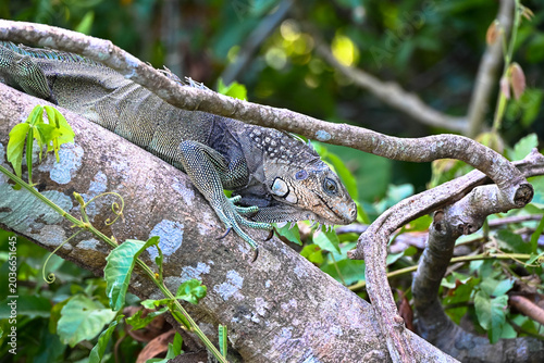 A green iguana sits on a branch against blurred background. Green Iguanas arge large lizards. Sighted on Monkey Island, Panama. Side view, portrait. Close-up.