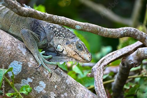 A green iguana sits on a branch against blurred background. Green Iguanas arge large lizards. Sighted on Monkey Island, Panama. Side view, portrait. Close-up.