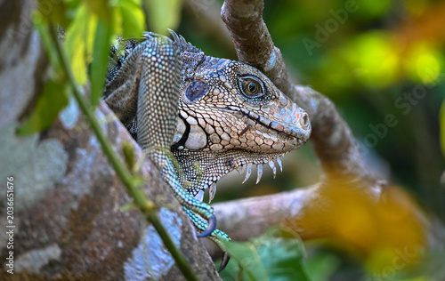 A green iguana sits on a branch against blurred background. Green Iguanas arge large lizards. Sighted on Monkey Island, Panama. Side view, portrait. Close-up.