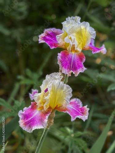 Two pink and white Bearded Iris blooming on the same stalk in a garden near Salem Oregon