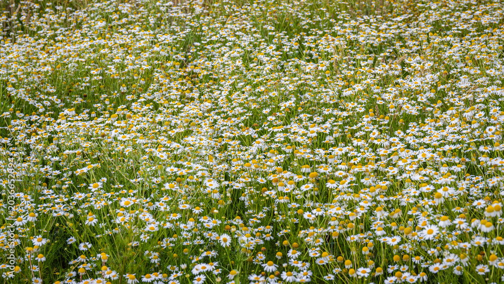 Fototapeta premium Daisies cover the field in springtime near a small town during the day with sunshine above