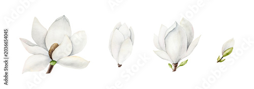 Fotografie Magnolia white flowers collection