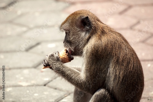 monkey eating ice cream