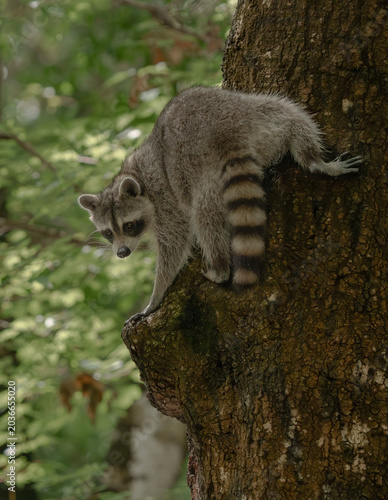 Raccoon in the forest