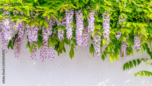 Konstfotografi Wisteria flowers hang from green vines against a white wall in a garden during s