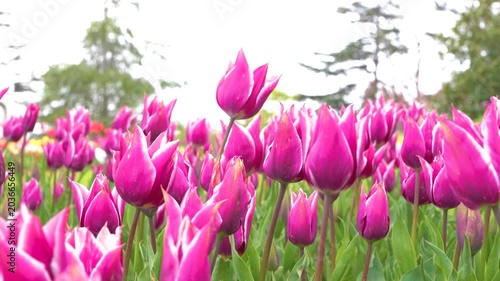 Turkish tulip garden, colorful tulips