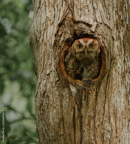 Red morph eastern screech owl in her nest