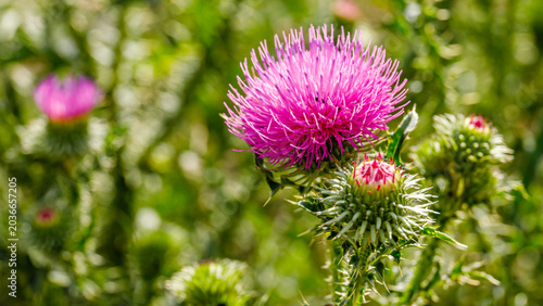 Obraz na plátně Purple thistle flowers bloom in a field during summer near a green landscape