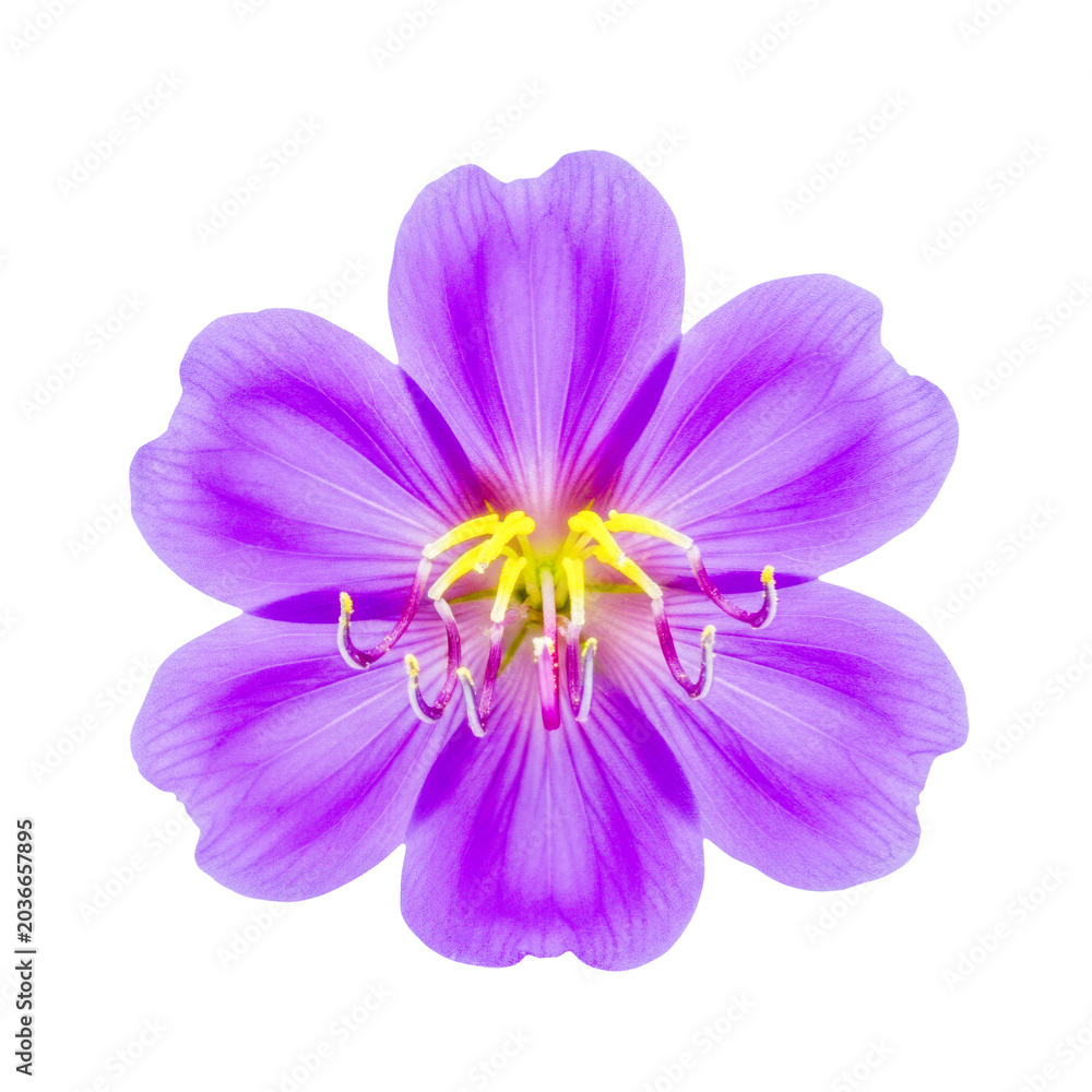 Obraz premium Purple flower with white center in full bloom