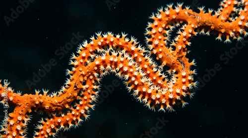 Closeup of a vibrant orange whip coral with extended white polyps