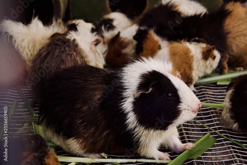 Fotografía Cute tricolor guinea pig eating fresh green grass in a cage
