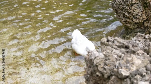ducks swimming in the pool
