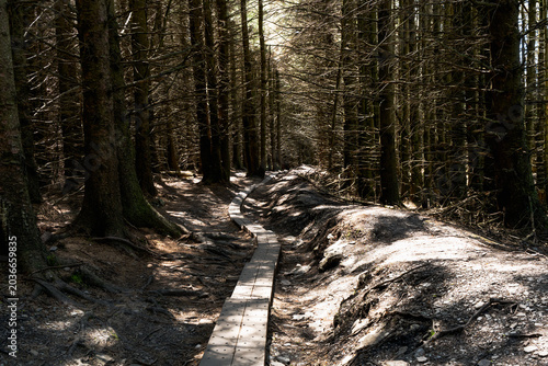 Scenic view of a winding wooden path through mysterious tall trees in Ballinastoe forest Wicklow during a bright sunny morning