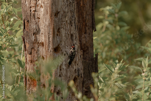 A very young downy woodpecker in the forest