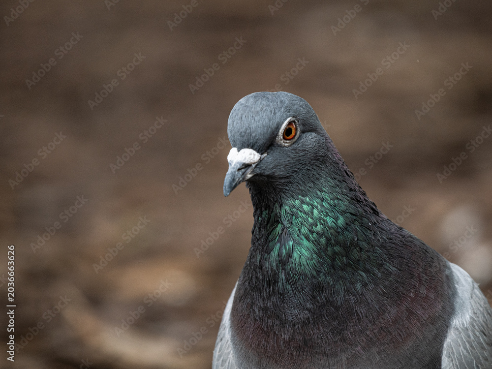 Fototapeta premium Feral pigeon close up portrait with iridescent neck feathers.