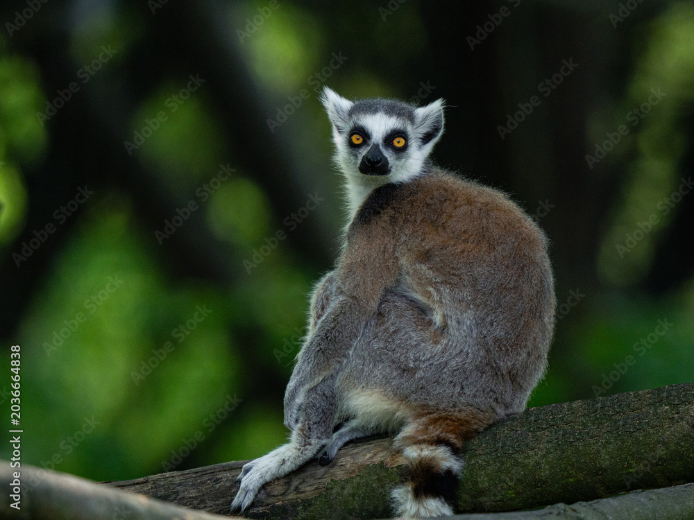Obraz premium Ring-tailed lemur sitting on branch looking back at camera.