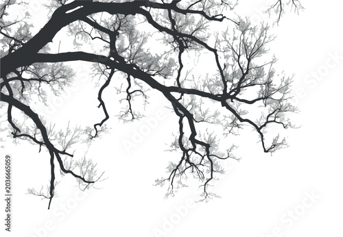 фотографія A network of bare tree branches and twigs extends gracefully across a bright whi