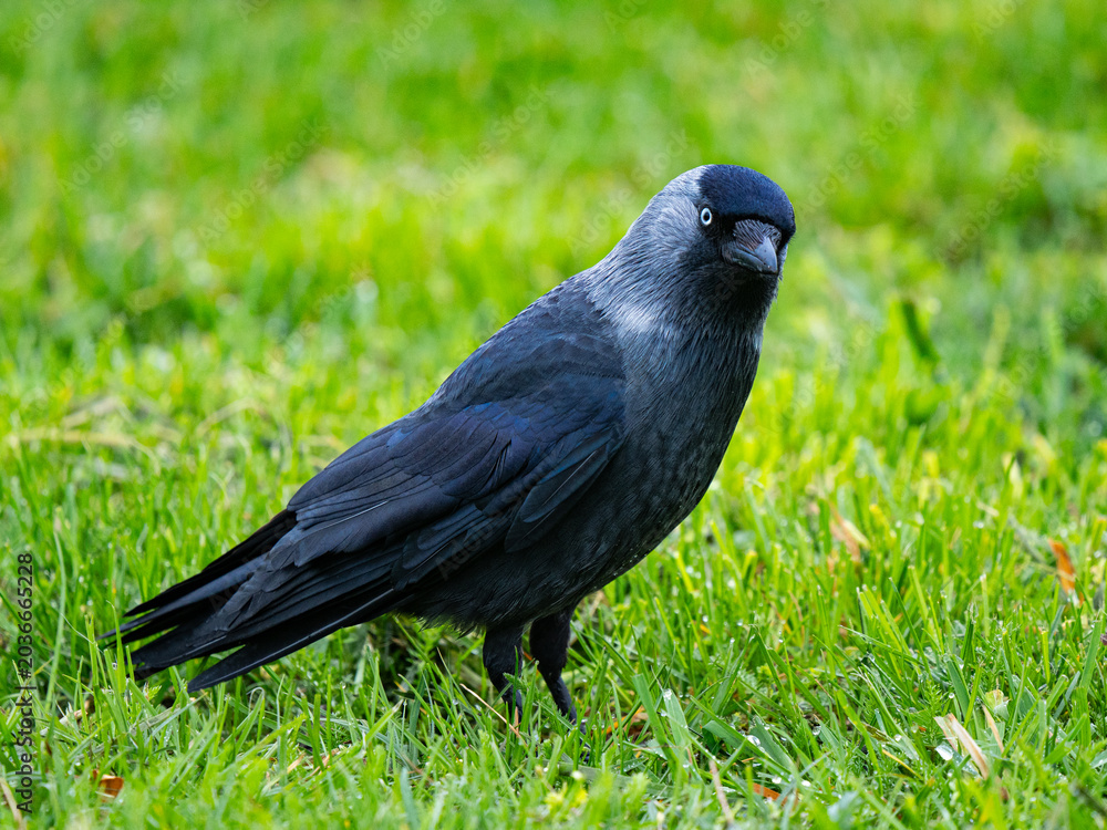 Obraz premium Western jackdaw standing on vibrant green grass looking at camera.