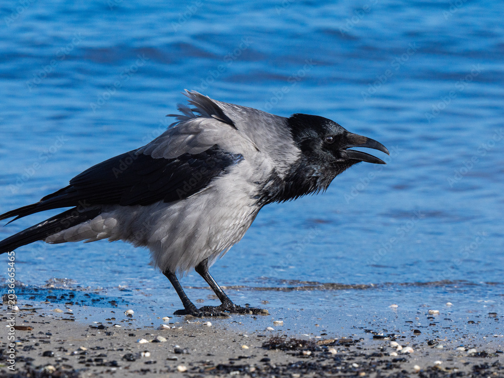 Obraz premium Hooded crow cawing on Baltic Sea sandy shore beach.