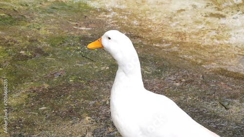 ducks swimming in the pool