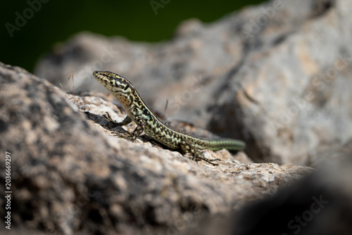 Canvas-taulu Side view macro of a Tyrrhenian wall lizard basking on a rocky ledge, selective