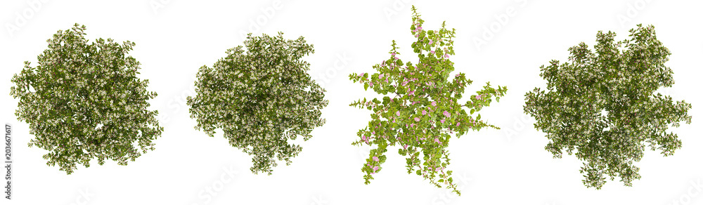 Fototapeta premium 3d illustration of Lavatera,Myrtus plants on transparent background from the top view