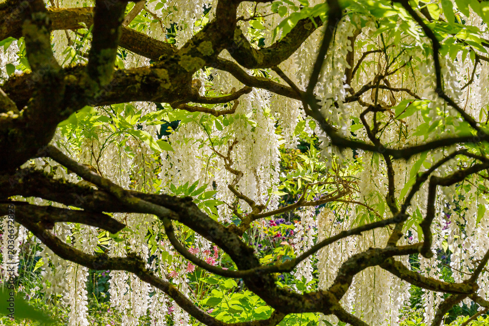 Fototapeta premium Wisteria flowers hang from trees in a garden during springtime in a sunny setting
