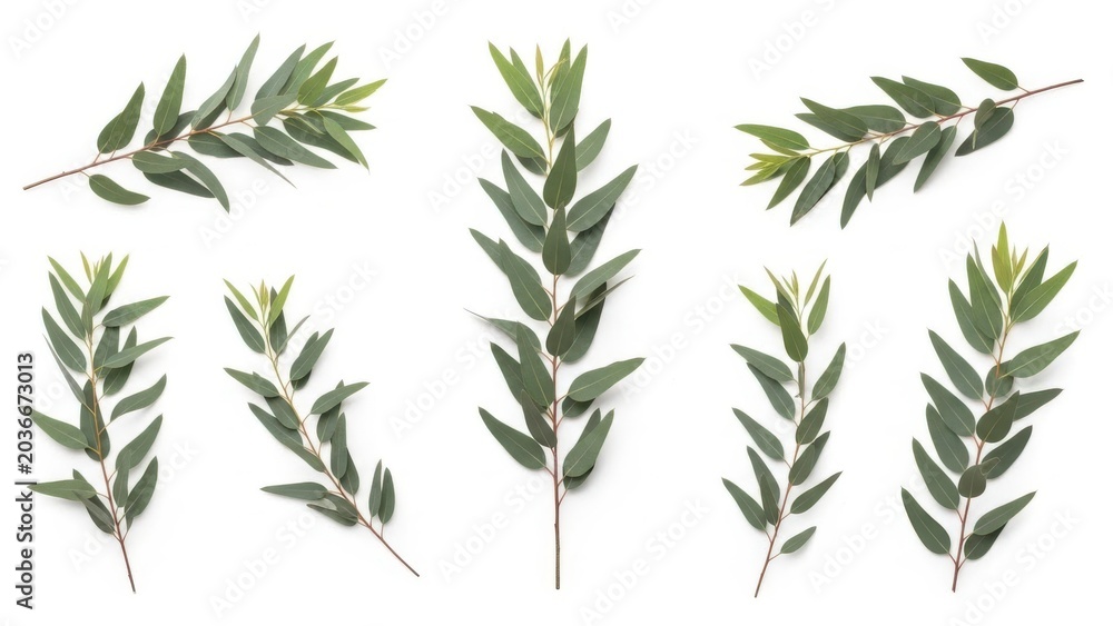 Fototapeta premium Collection of fresh eucalyptus branches