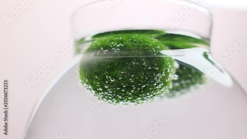 Extreme close-up of Marimo moss ball covered in tiny air bubbles. Aesthetic green texture and crystal clear water creating a peaceful, zen-like botanical atmosphere.
