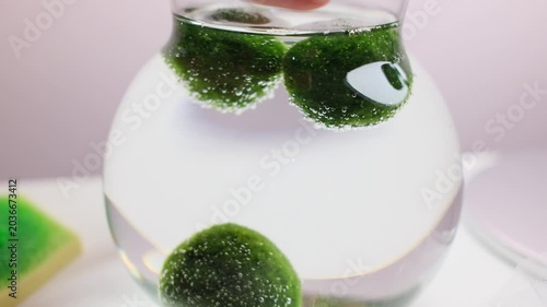 Hand gently interacting with green Marimo moss balls in water. Highlighting the soft texture and oxygen bubbles of this unique aquatic plant in a minimalist interior.