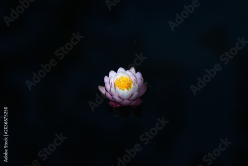 Photos waterlily or lotus flower  in the pond on a dark background
