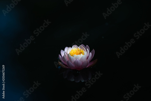 Photos waterlily or lotus flower  in the pond on a dark background