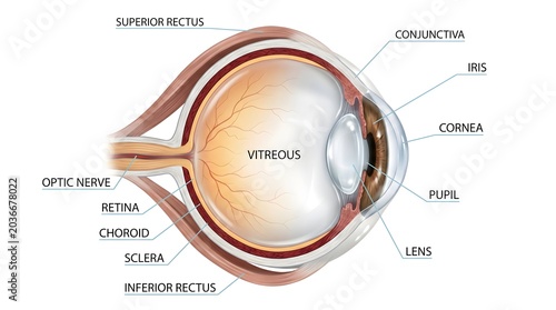 Cross‑section illustration of the human eyeball highlighting vitreous body, retina, choroid, sclera, cornea, iris, pupil, lens and optic nerve with labeled parts, useful for biology lessons, ophthalmo