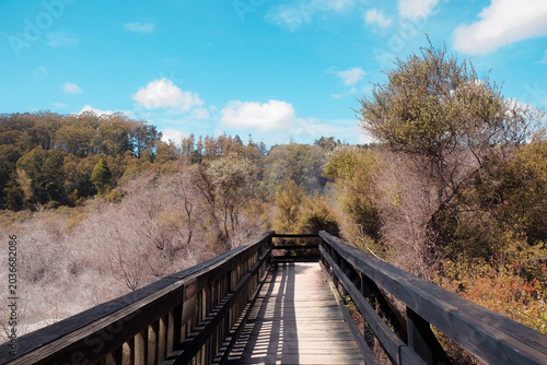 Rotorua, New Zealand: Empty wooden boardwalk trail perspective at Te Puia through native volcanic thermal bush reserve valley under a bright blue sky.