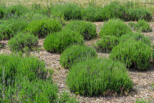 Young bushes lavender new growth in spring. Pruning seedlings lavandula angustifolia and spring lavender shoots. Using perfume ingredient and alternative medicine. Lavender oil has nature antiseptic.