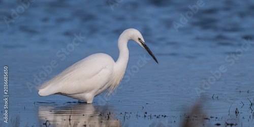 Aigrette garzette (Egretta garzetta - Little Egret)