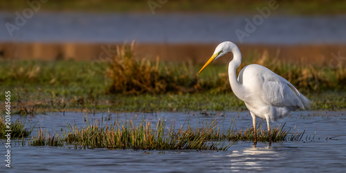 Quadro su tela Grande Aigrette (Ardea alba - Great Egret)