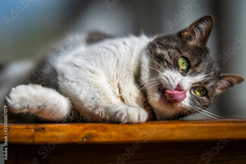 Cuadro en lienzo Chat qui fait sa toilette sur un buffet au soleil