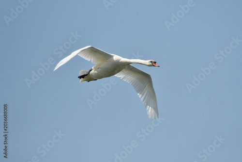 Tableau sur toile mute swan in flight