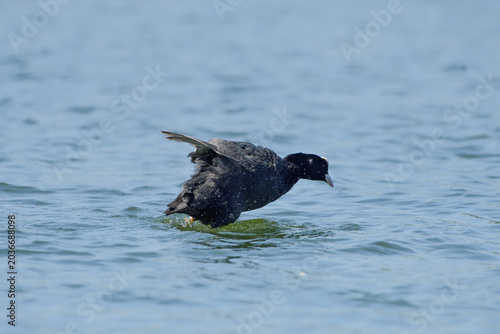 Photos Close-up of a common coot shaking off the water after a skirmish