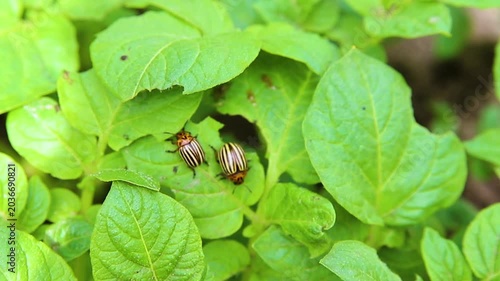 Colorado potato beetle - Leptinotarsa decemlineata on potato bushes. Pest of plants and agriculture. Treatment with pesticides. Insects are pests that damage plants.