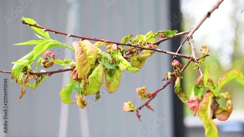 Twisting of peach leaves caused by fungus or cold. Restoration of the tree.