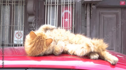 Istanbul street cat, yellow cat
