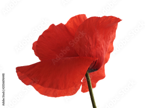 Close up red poppies, Poppy Flowers bud, petals, pistil, stamen isolated on white background.